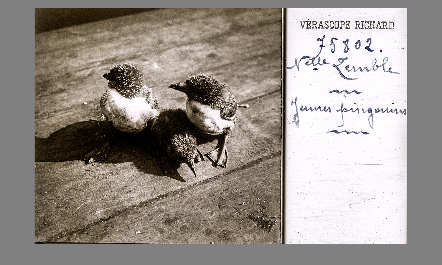 Stereofotografie Jules Richard