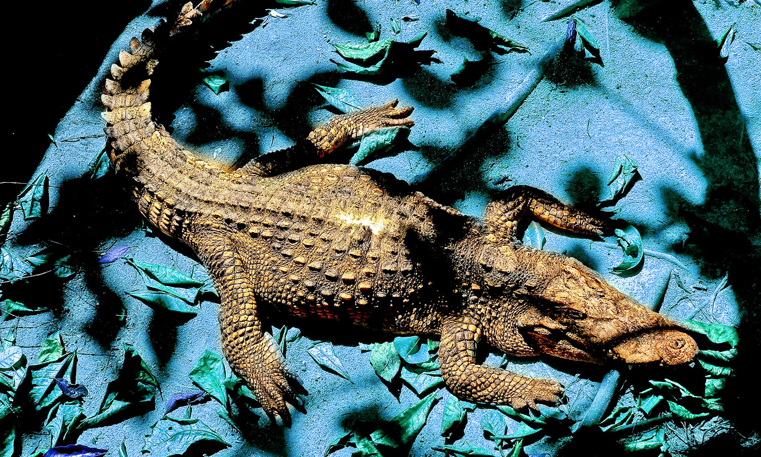 Auf der Dragon-List: Volkswagen hilft mit 40 Millionen Euro